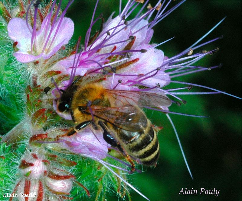 Apis mellifera