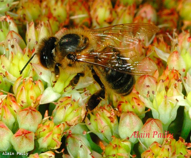 Apis mellifera