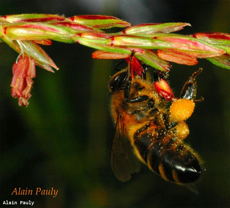 Apis mellifera