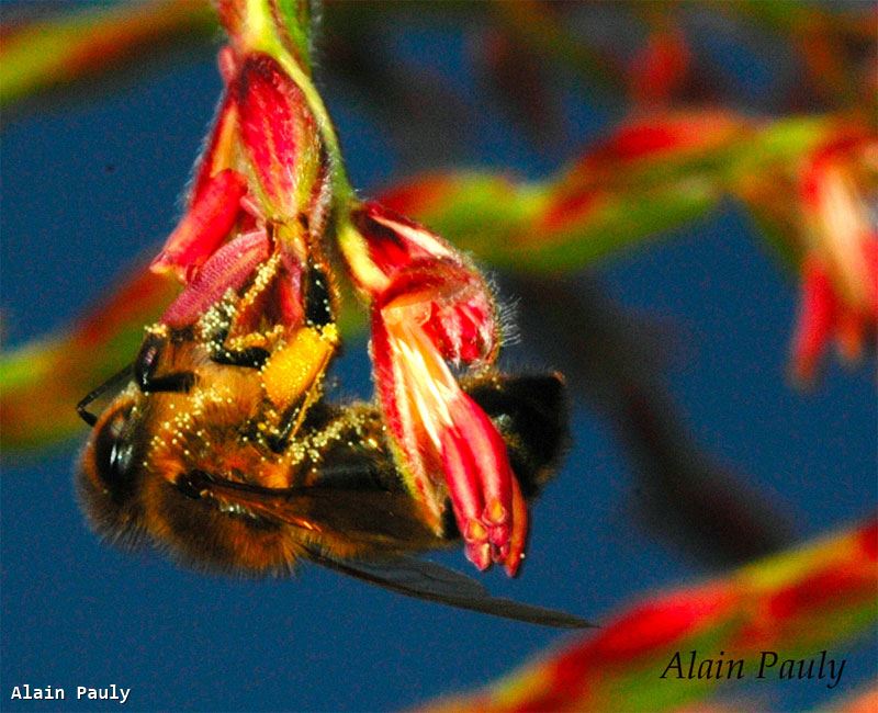 Apis mellifera