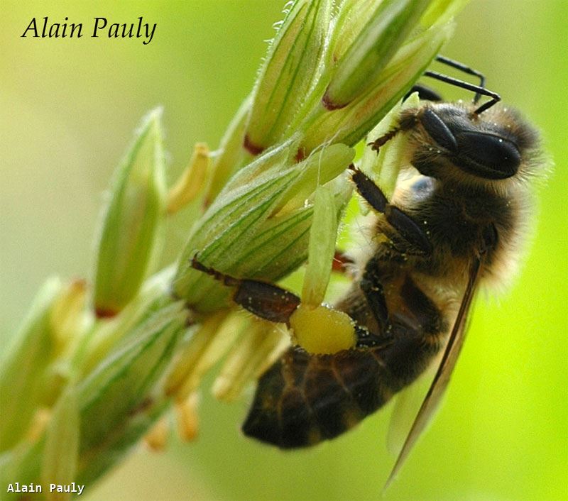 Apis mellifera