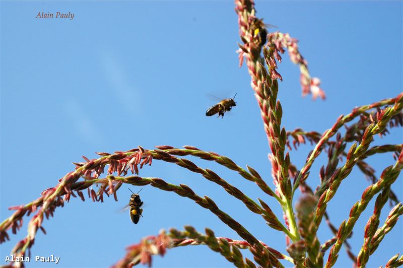 Apis mellifera