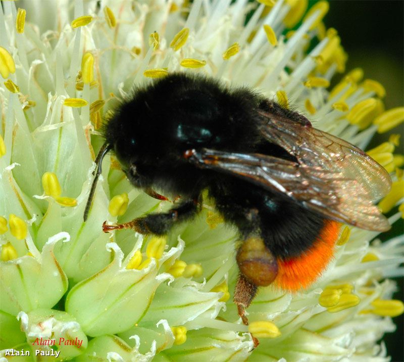 Bombus lapidarius