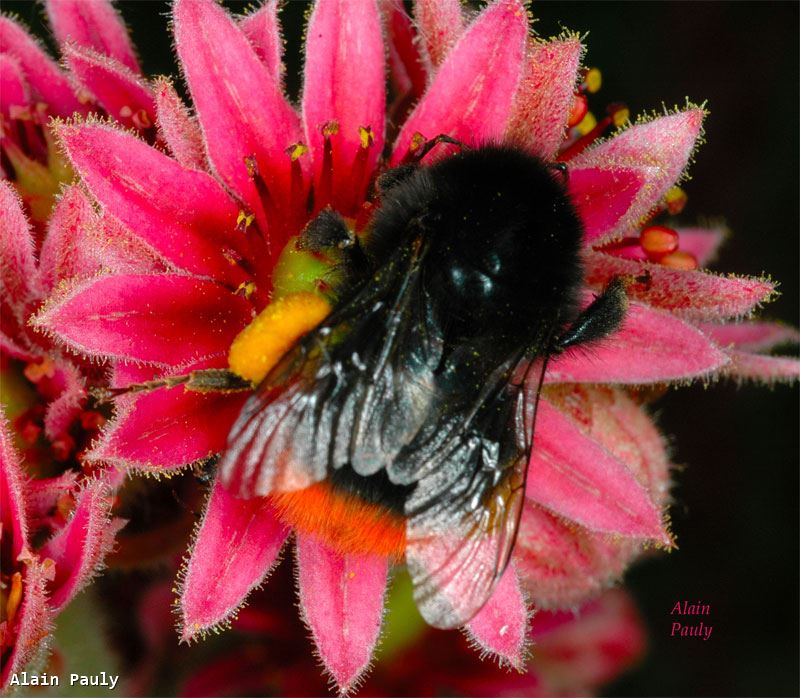 Bombus lapidarius