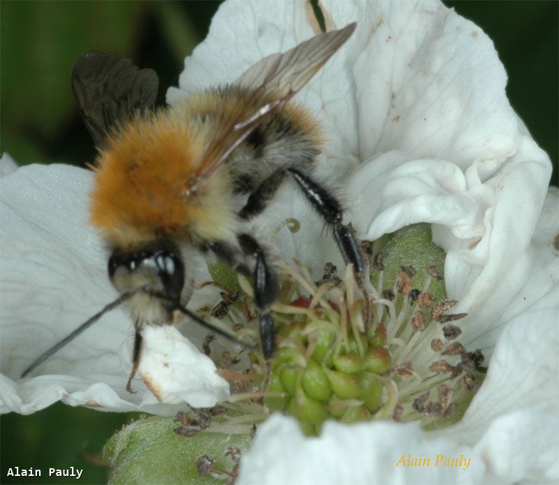 Bombus pascuorum