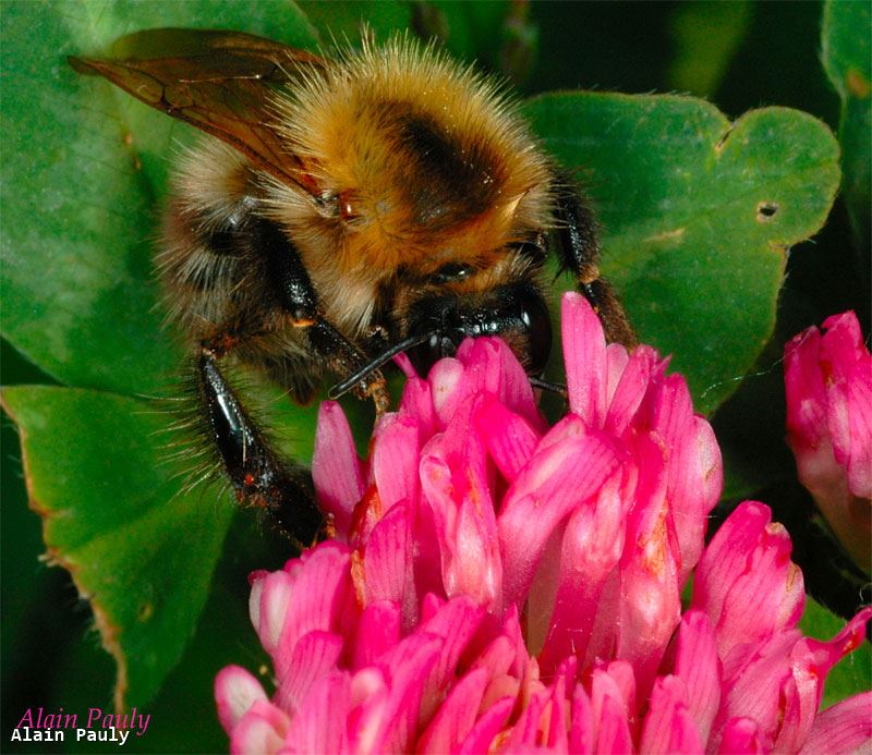 Bombus pascuorum