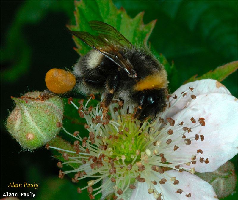 Bombus lucorum (ou terrestris?)