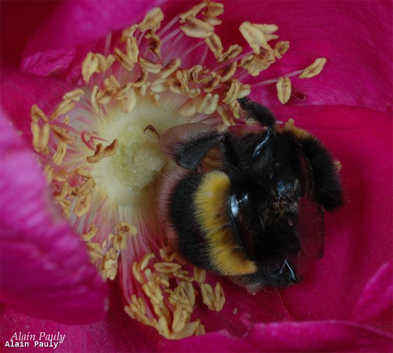 Bombus terrestris