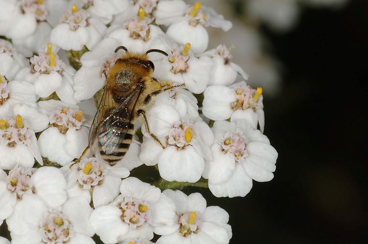 Colletes daviesanus (det A.P.)