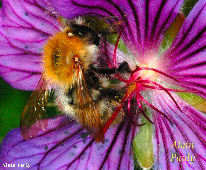 Bombus pascuorum