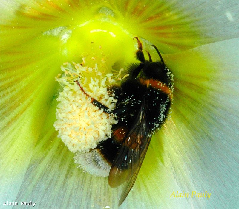 Bombus terrestris