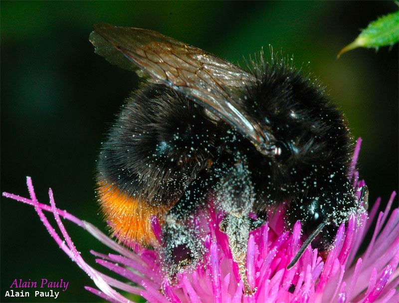 Bombus lapidarius