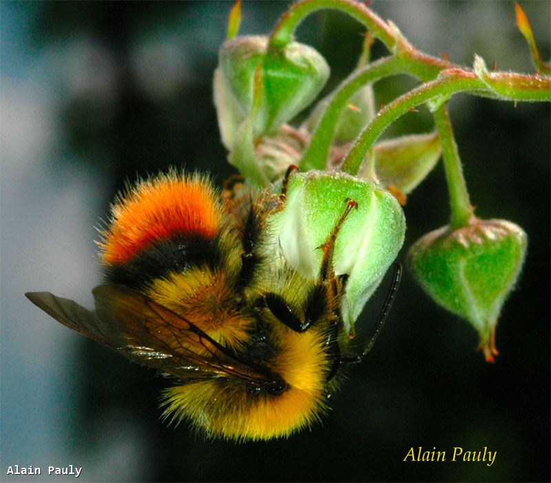 Bombus pratorum (male)