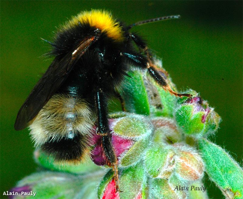 Bombus sylvestris (Lepeletier)