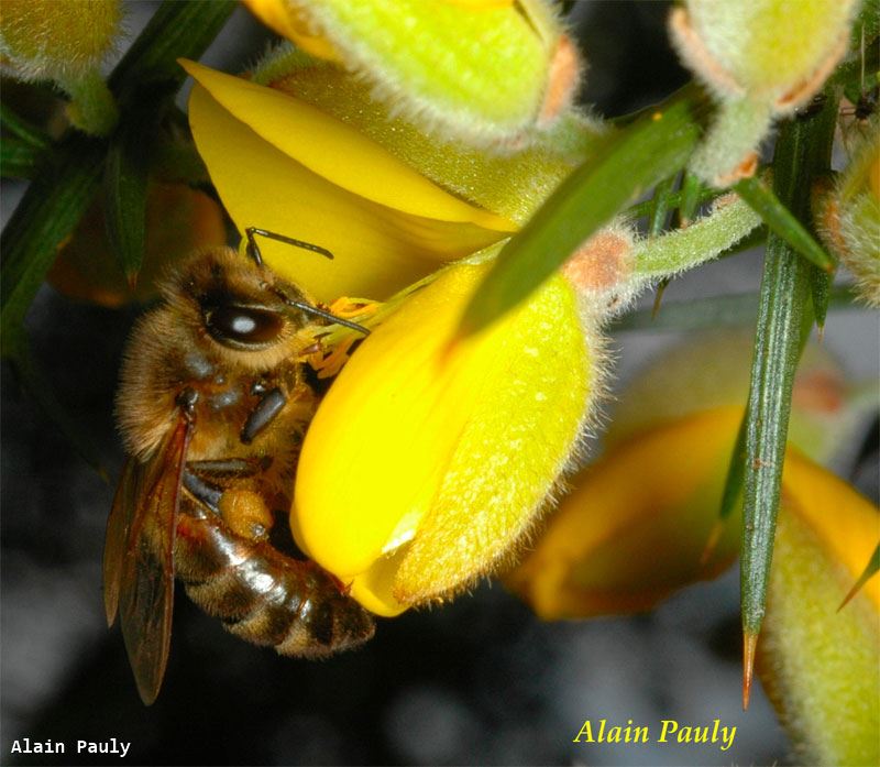 Apis mellifera