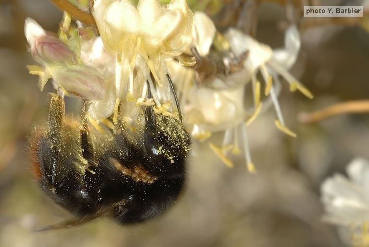 Bombus lapidarius femelle