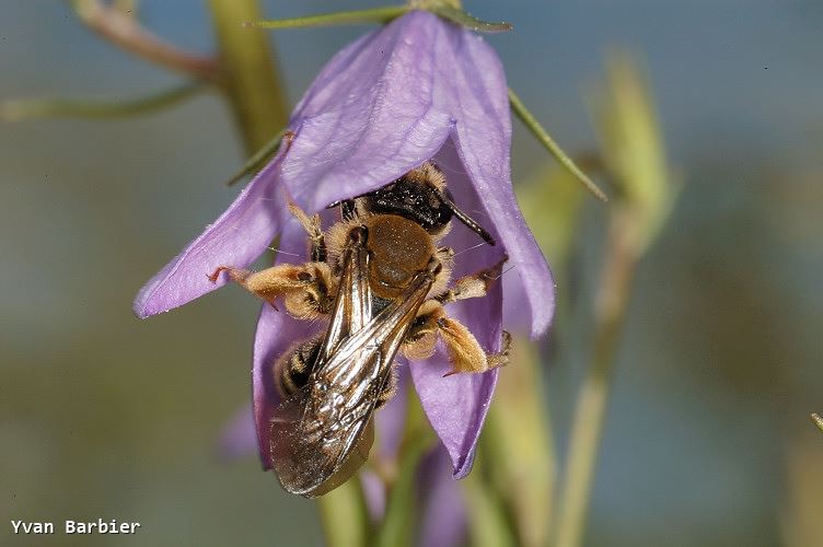 Andrena pandellei