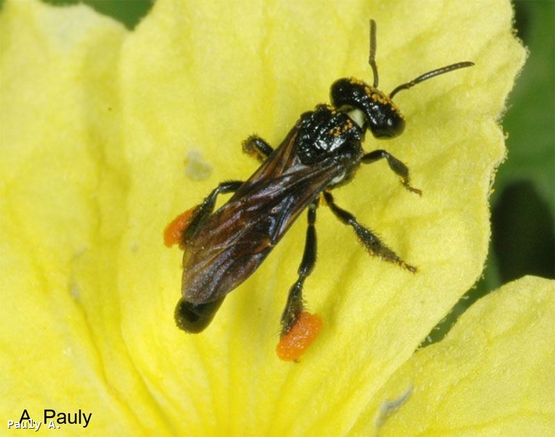 Dactylurina staudingeri