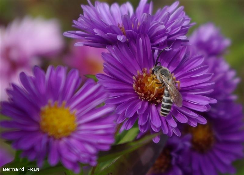 Halictus scabiosae