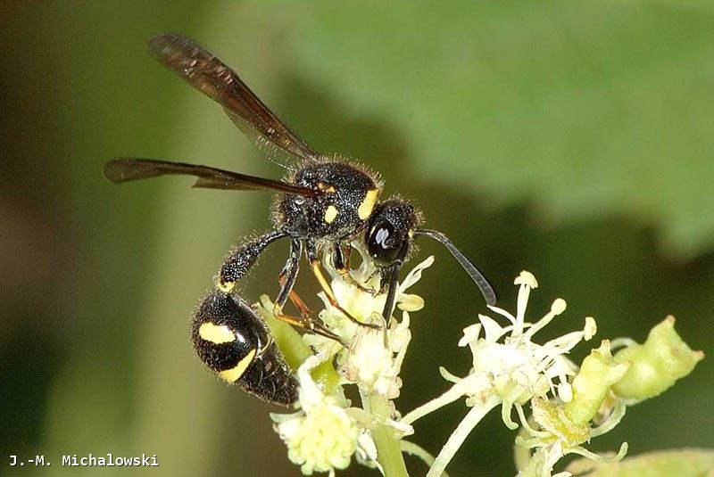 Eumenes coronatus