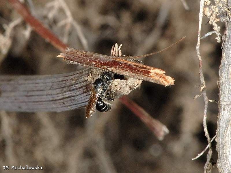 Osmia leucomelana