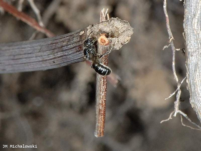 Osmia leucomelana