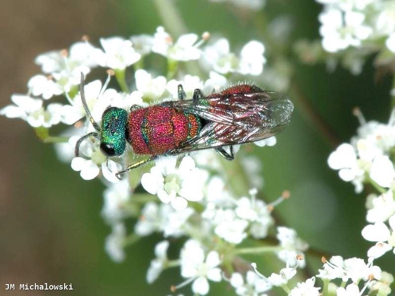 Chrysis viridula