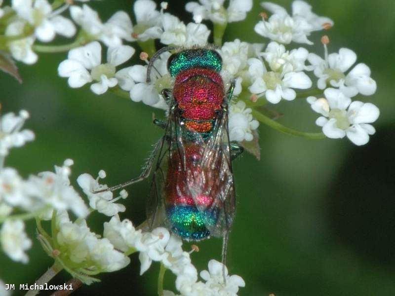 Chrysis viridula