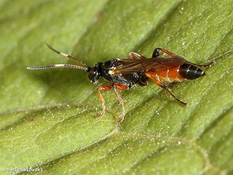 Barichneumon heracliana