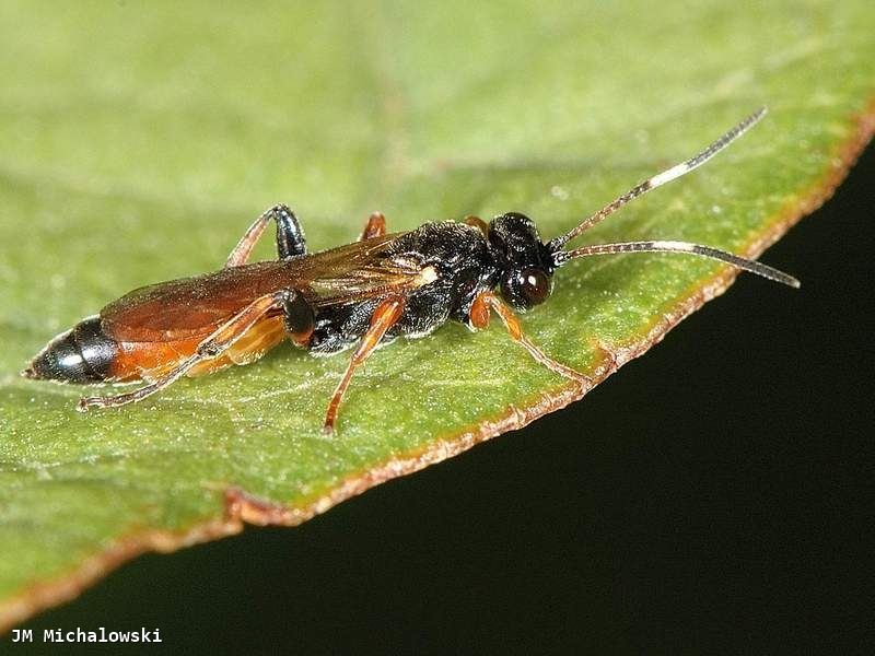 Barichneumon heracliana