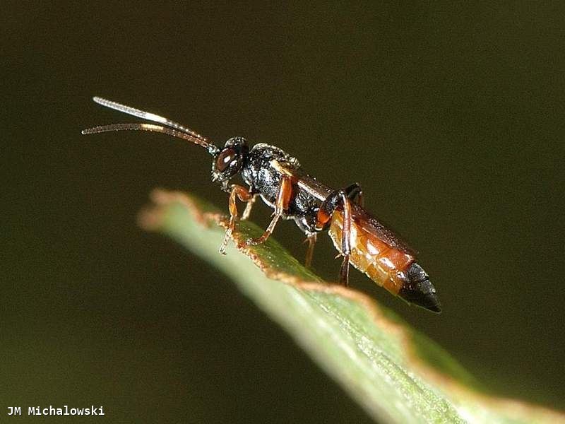 Barichneumon heracliana