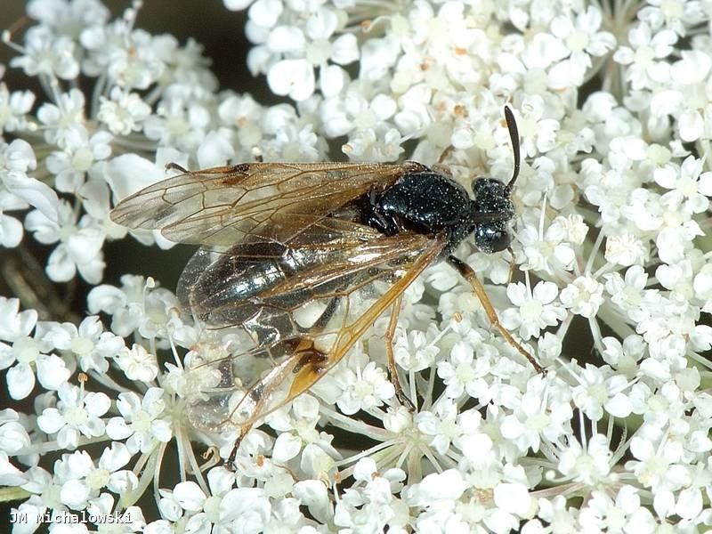 Arge ustulata