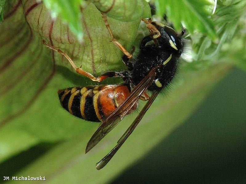 Vespula rufa