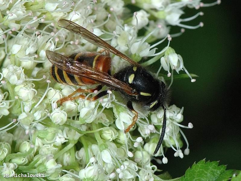 Vespula rufa