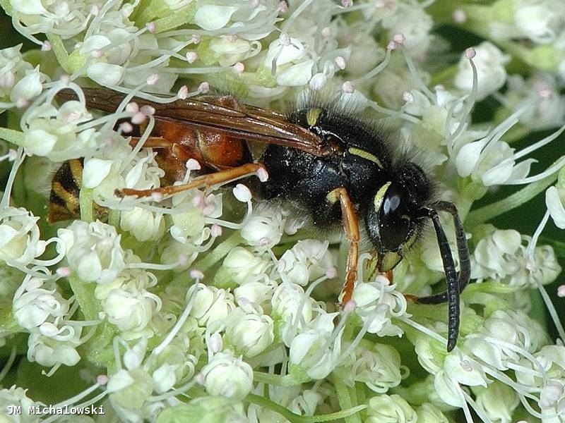 Vespula rufa