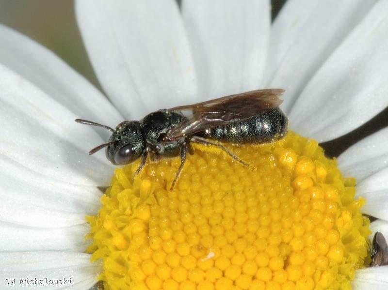 Ceratina cyanea