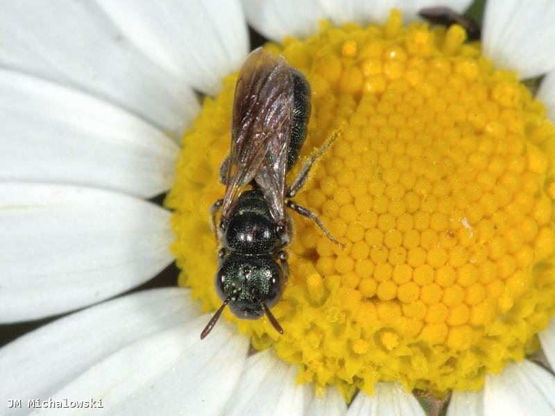 Ceratina cyanea