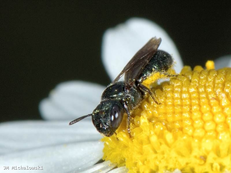 Ceratina cyanea