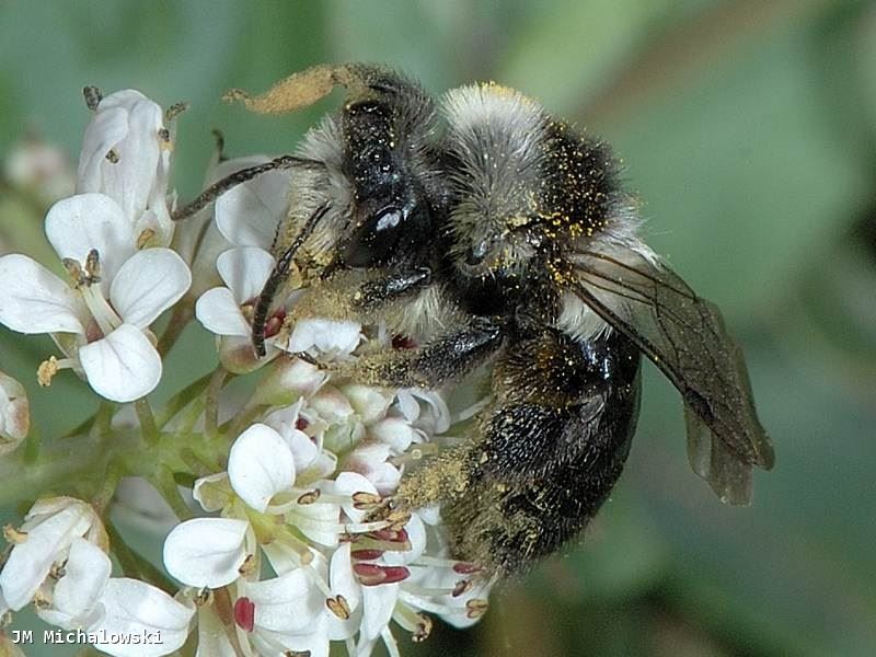 Andrena cineraria