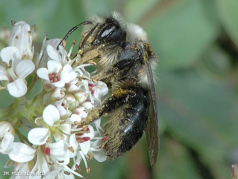 Andrena cineraria