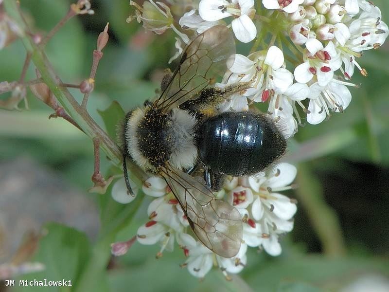 Andrena cineraria