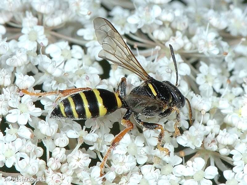 Gorytes quinquecinctus