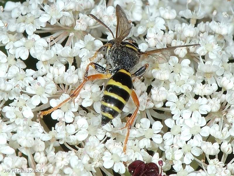 Gorytes quinquecinctus