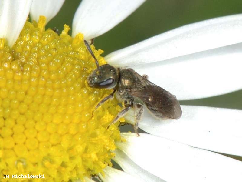 Lasioglossum morio