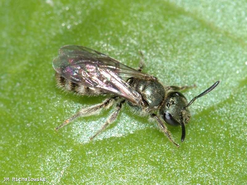 Lasioglossum morio