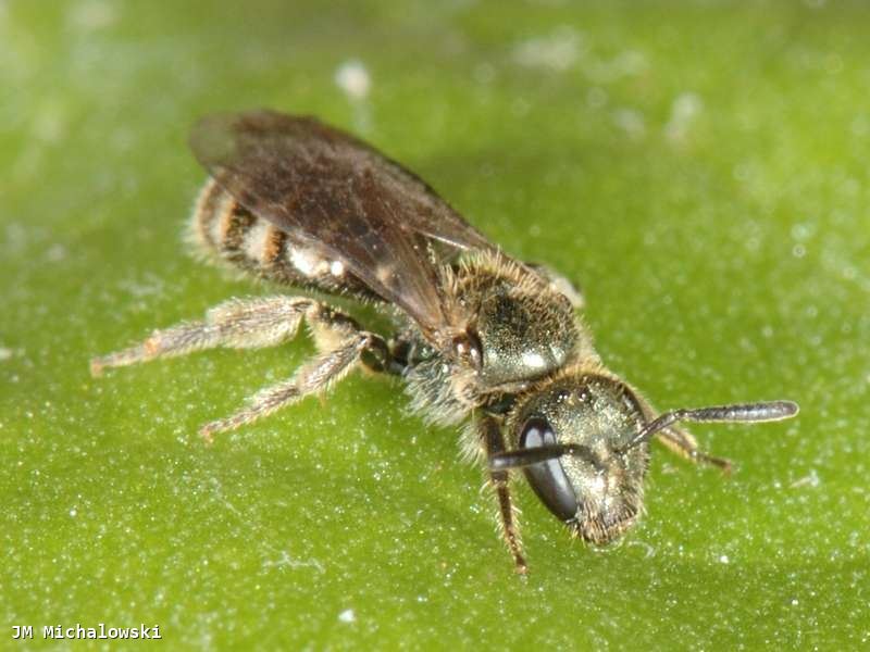 Lasioglossum morio