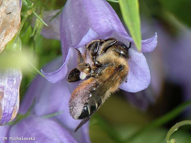 Megachile willughbiella