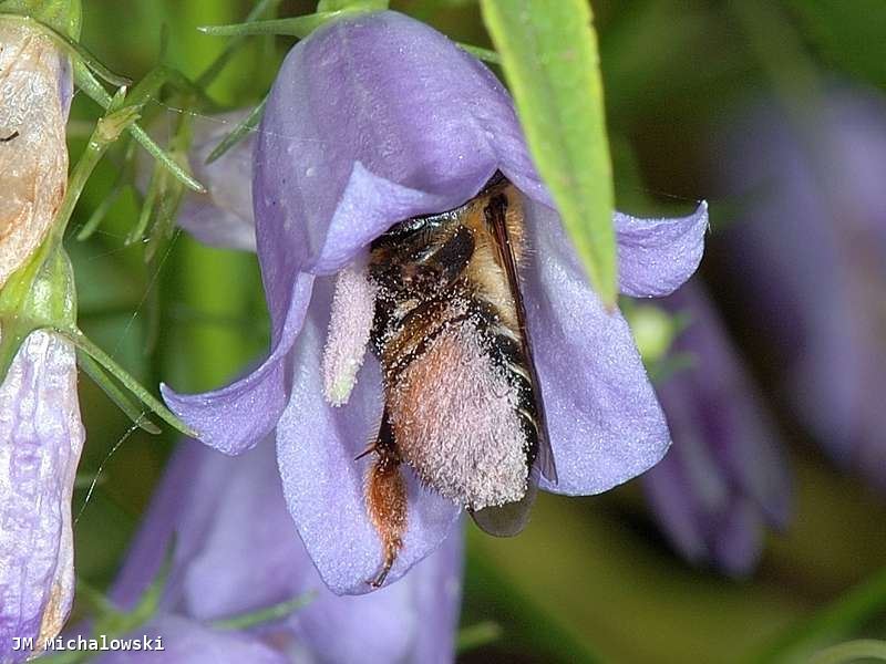 Megachile willughbiella