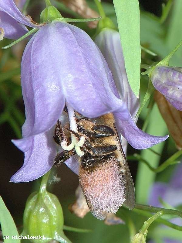 Megachile willughbiella