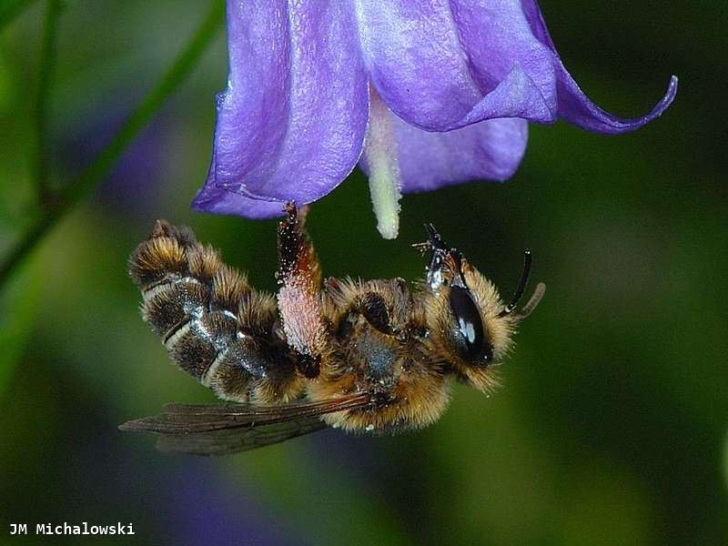 Melitta haemorrhoidalis 